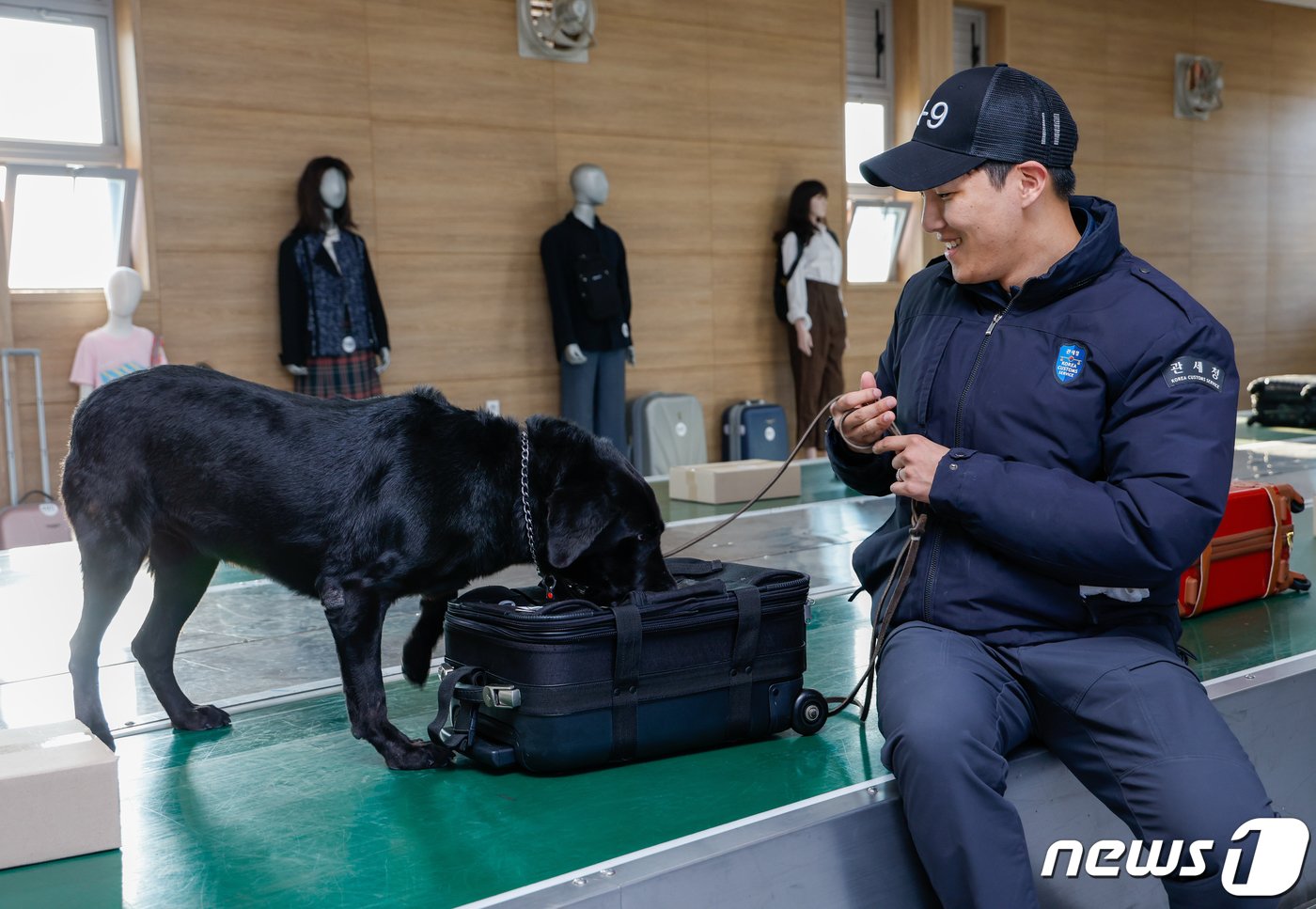 주디&#40;8·래브라도 리트리버&#41;가 탐지조사요원인 서혜민 주무관&#40;26&#41;과 인천 중구 관세인재개발원 탐지견훈련센터 내에 있는 공항 입국장과 비슷한 요건의 컨베이어 벨트 훈련장에서 마약을 찾는 탐지 훈련을 하고 있다. ⓒ News1 안은나 기자