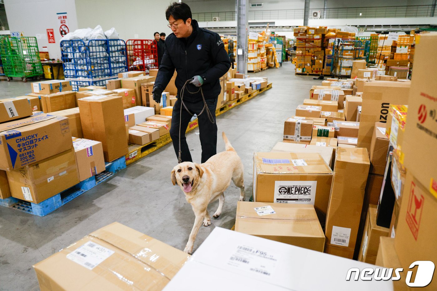 본문 이미지 - 탐지견 이온(2·래브라도 리트리버)과 탐지조사요원 김현욱 주무관(50)이 인천공항세관 특송물류센터에서 해외에서 배송된 수화물을 탐지하고 있다. ⓒ News1 안은나 기자