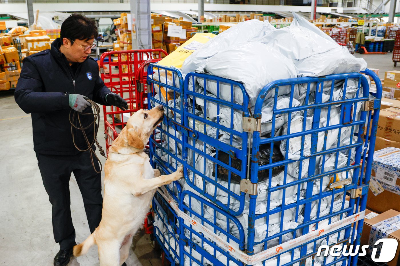 본문 이미지 - 탐지견 이온(2·래브라도 리트리버)과 탐지조사요원 김현욱 주무관(50)이 인천공항세관 특송물류센터에서 해외에서 배송된 수화물을 탐지하고 있다. ⓒ News1 안은나 기자