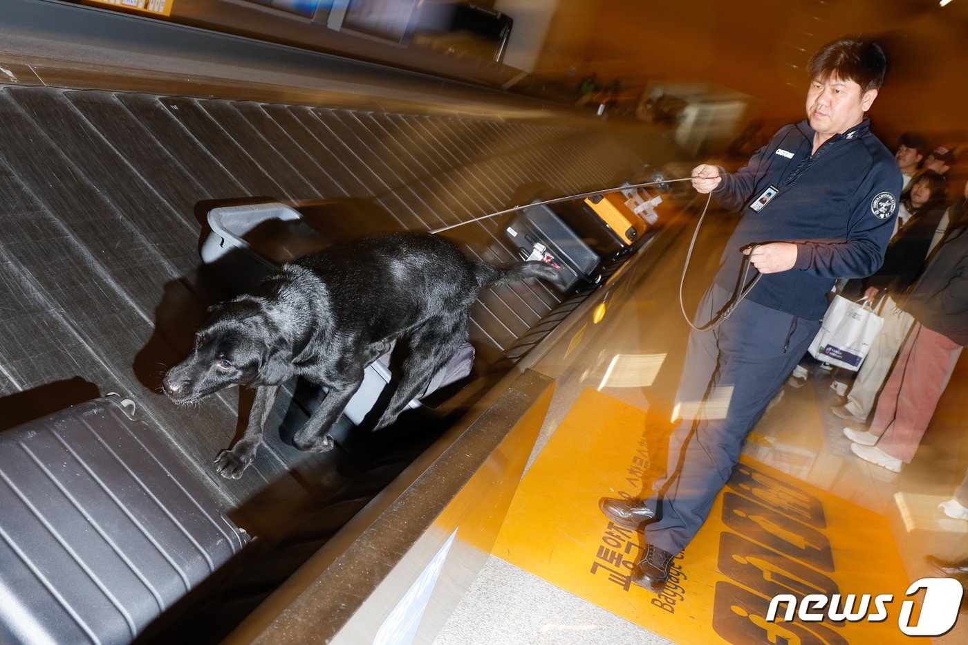 본문 이미지 - 탐지견 에이스(5·래브라도 리트리버)가 탐지조사요원인 박지용 주무관(50)과 인천국제공항 제2터미널 입국장에서 여행객들의 수화물을 검색하고 있다. ⓒ News1 안은나 기자
