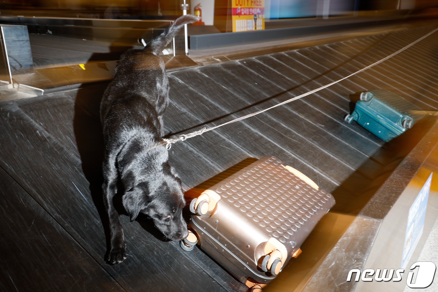 본문 이미지 - 탐지견 에이스(5·래브라도 리트리버)가 탐지조사요원인 박지용 주무관(50)과 인천국제공항 제2터미널 입국장에서 여행객들의 수화물을 검색하고 있다. ⓒ News1 안은나 기자