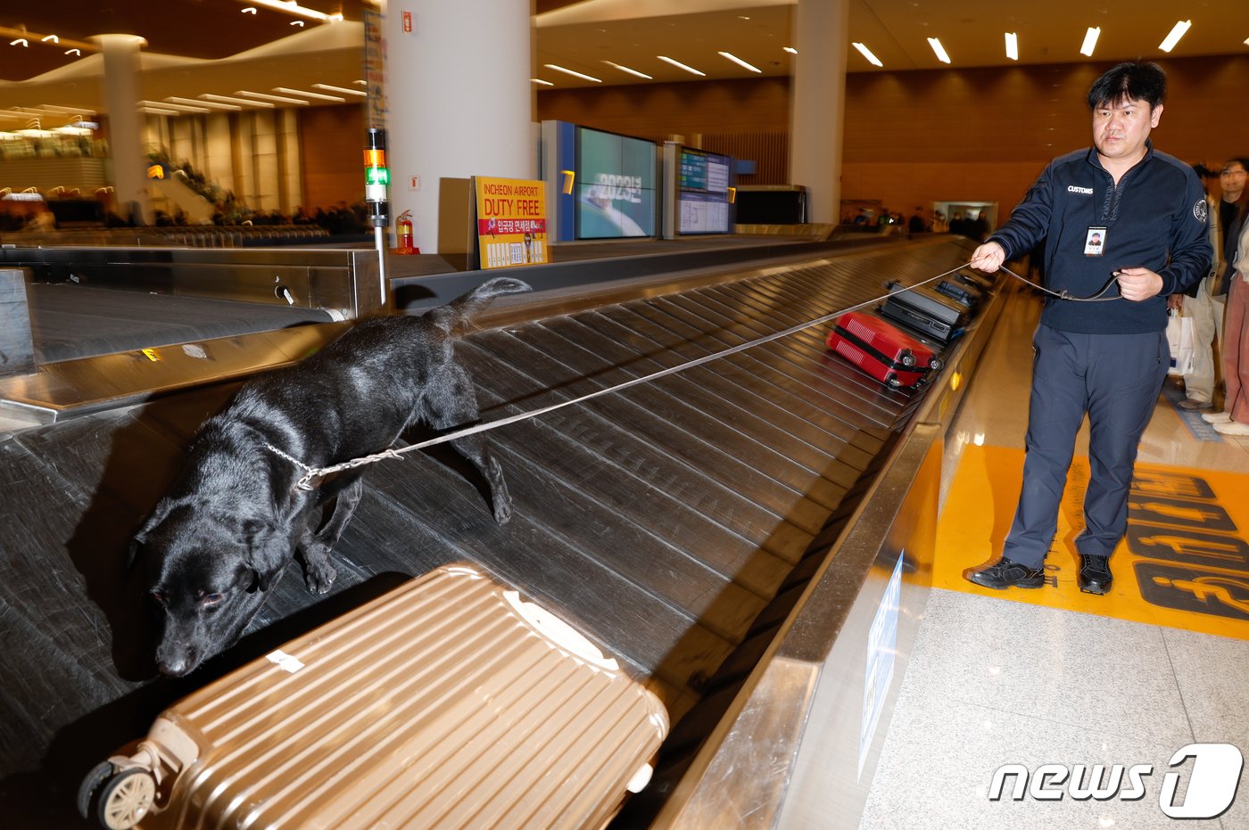 본문 이미지 - 탐지견 에이스(5·래브라도 리트리버)가 탐지조사요원인 박지용 주무관(50)과 인천국제공항 제2터미널 입국장에서 여행객들의 수화물을 검색하고 있다. ⓒ News1 안은나 기자