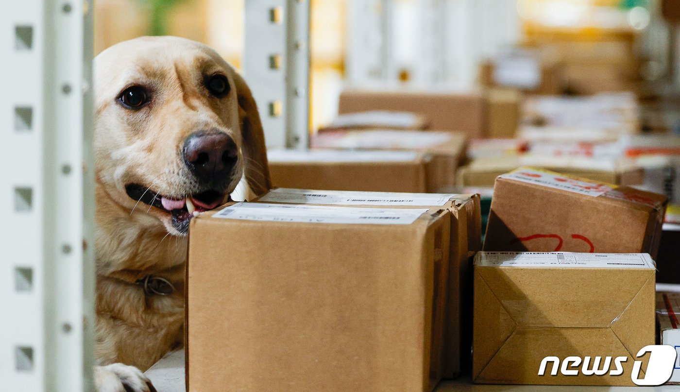 본문 이미지 - 탐지견 이온(2·래브라도 리트리버)과 탐지조사요원 김현욱 주무관(50)이 인천공항세관 특송물류센터에서 해외에서 배송된 수화물을 탐지하고 있다. ⓒ News1 안은나 기자