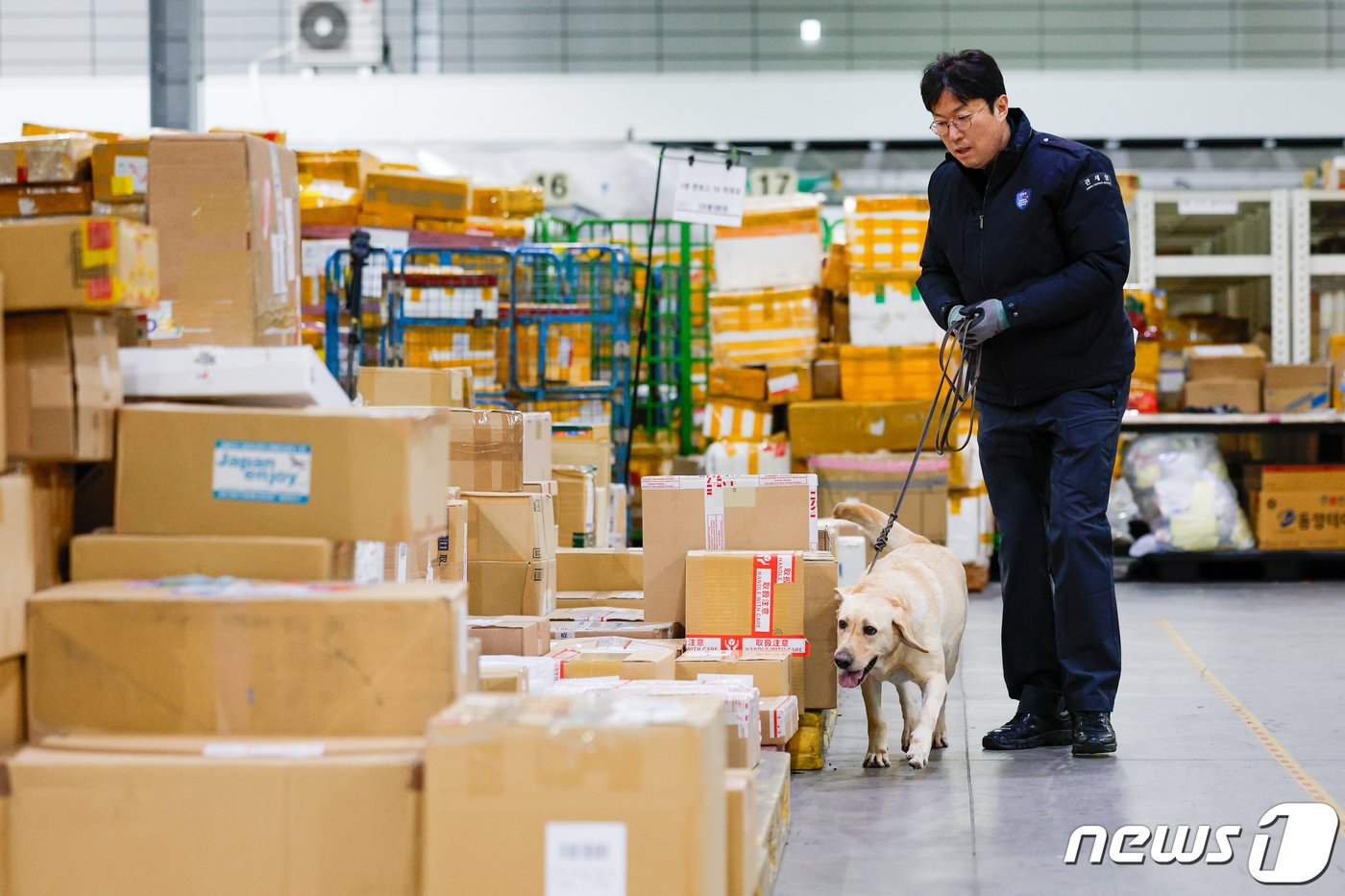 본문 이미지 - 탐지견 이온(2·래브라도 리트리버)과 탐지조사요원 김현욱 주무관(50)이 인천공항세관 특송물류센터에서 해외에서 배송된 수화물을 탐지하고 있다. ⓒ News1 안은나 기자