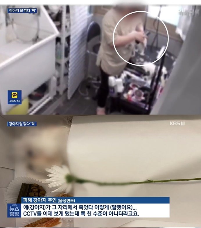 본문 이미지 - (KBS 뉴스 갈무리)