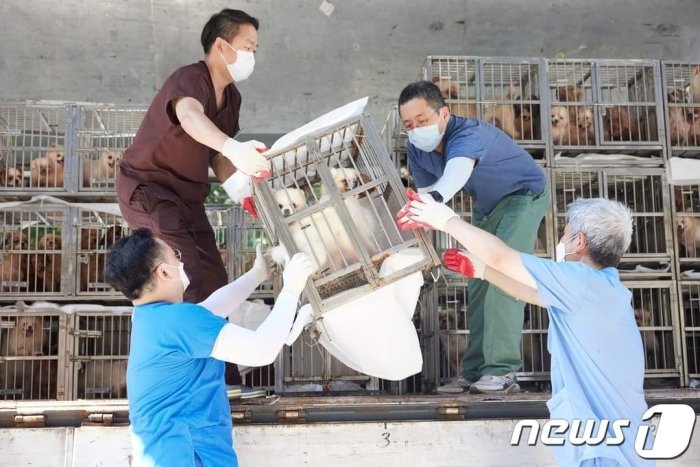 본문 이미지 - 경기도는 지난 9월 1일 동물보호단체와 함께 화성시의 개 번식장에서 구출한 개 1410마리를 '경기 반려마루' 등으로 이송해 보호 조치했다.(경기도 제공)
