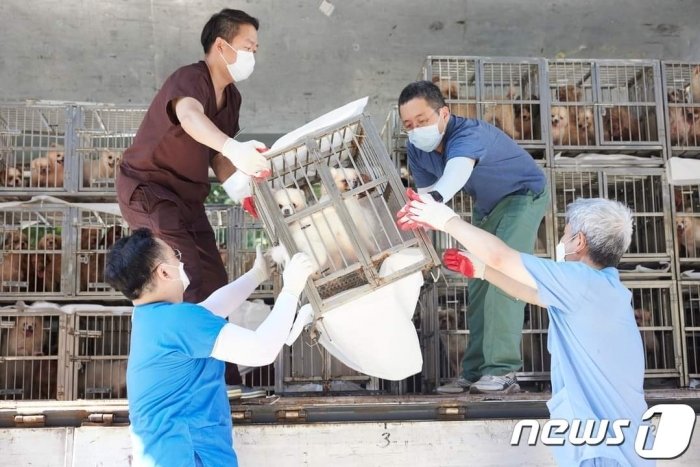 경기도는 지난 9월 1일 동물보호단체와 함께 화성시의 개 번식장에서 구출한 개 1410마리를 &#39;경기 반려마루&#39; 등으로 이송해 보호 조치했다.&#40;경기도 제공&#41;