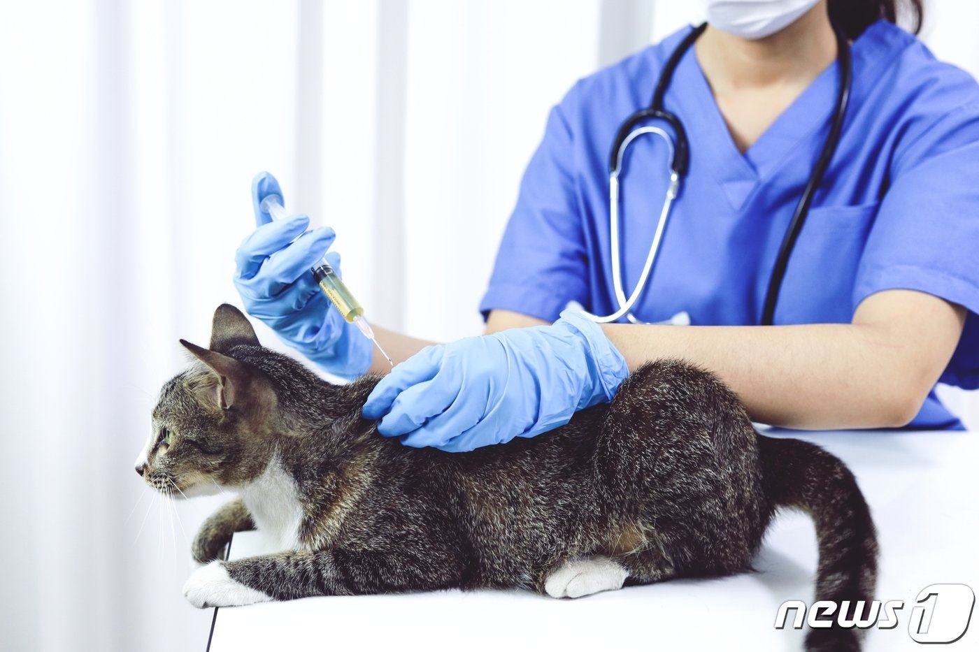 본문 이미지 - 동물병원에서 진료 받는 고양이(사진 이미지투데이) ⓒ 뉴스1