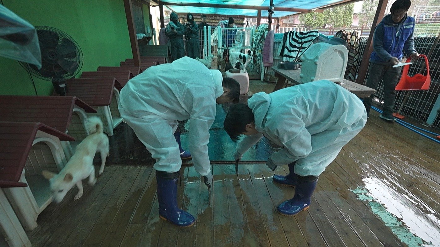 본문 이미지 - KBS 2TV '개는 훌륭하다'