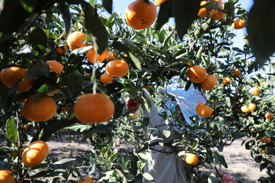"내년 미국산 만다린 관세 철폐, 제주 감귤산업 붕괴 위험"