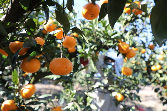 제주도 "전기차 배터리 활용한 전동 농기계 100대 보급"