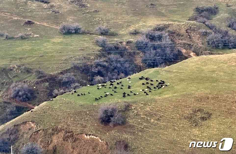 우즈베키스탄에서는 소, 양 등을 넓은 땅에 풀어놓고 사육한다. 다만 방목 사육은 기생충 감염 우려가 있어서 구충제를 투약해야 한다. © 뉴스1