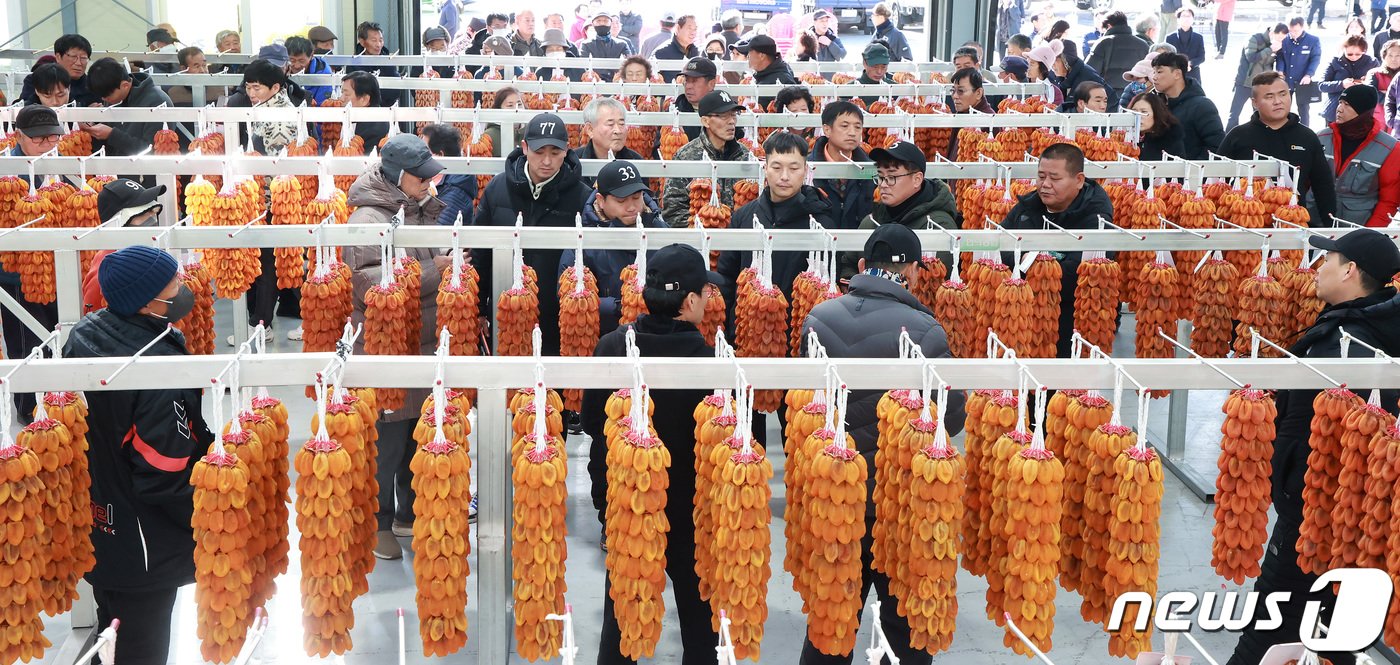 7일 경남 함양군 서하면 곶감경매장에서 ‘지리산 함양곶감’ 초매식이 진행되고 있다. &#40;함양군 김용만 제공&#41; 2023.12.7/뉴스1