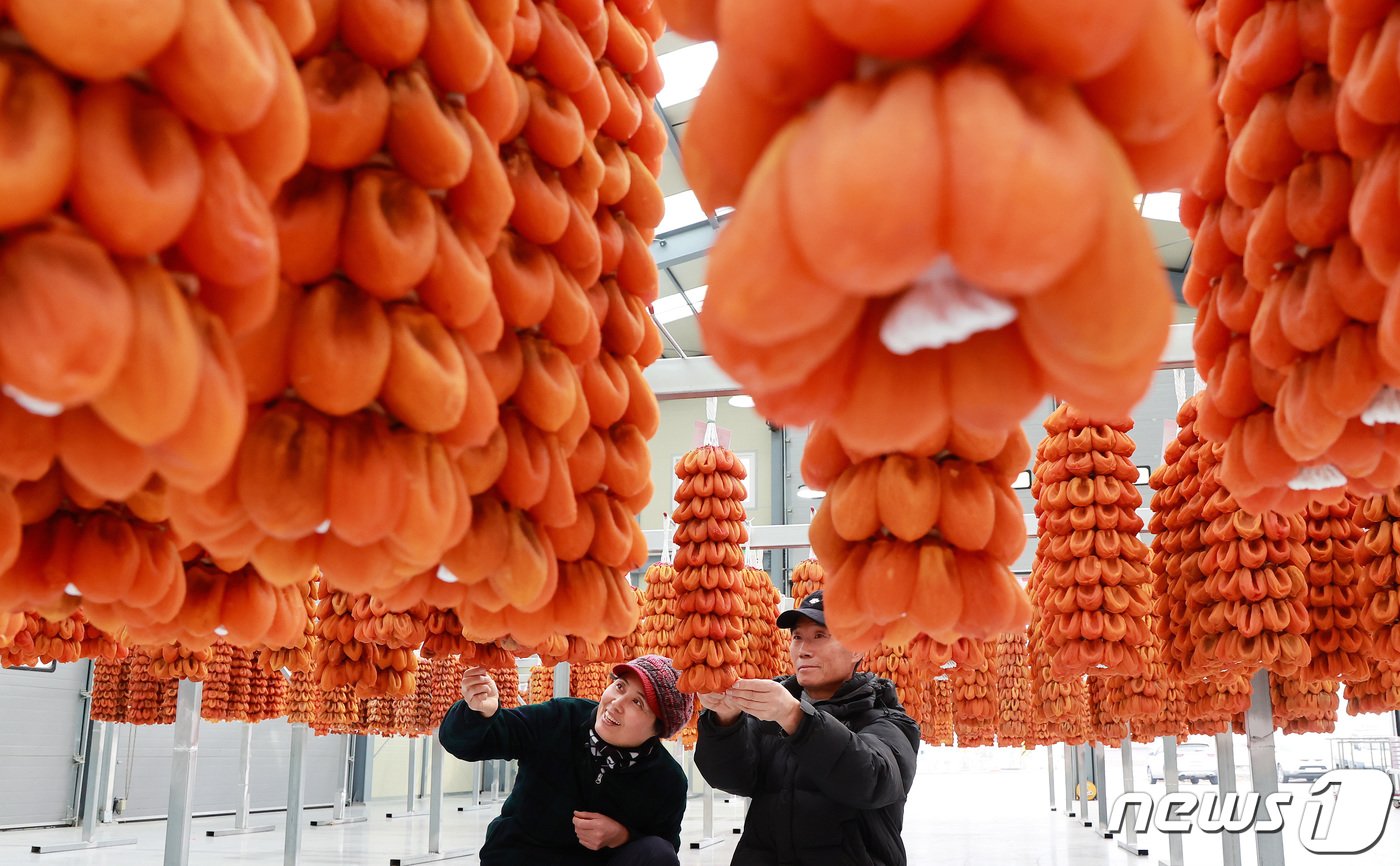 본문 이미지 - 7일 경남 함양군 서하면 곶감경매장에서 ‘지리산 함양곶감’ 초매식이 진행되고 있다. &#40;함양군 김용만 제공&#41; 2023.12.7/뉴스1
