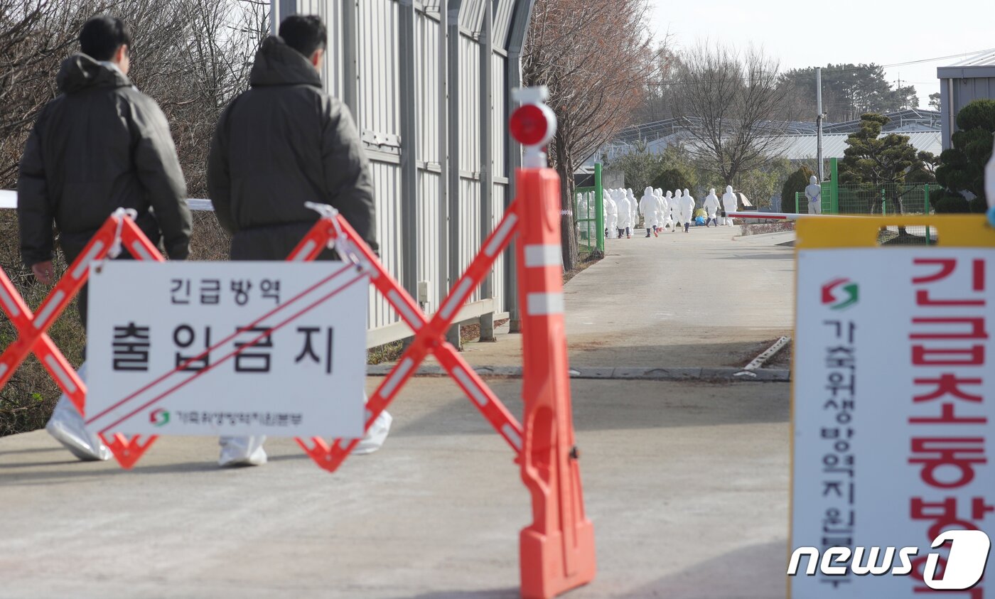 본문 이미지 - 전북 익산지역 닭농장 2곳에서 조류인플루엔자(AI) H5항원이 검출돼 관계자들이 살처분 작업을 위해 농장으로 향하고 있다. 2023.12.7/뉴스1 ⓒ News1 유경석 기자