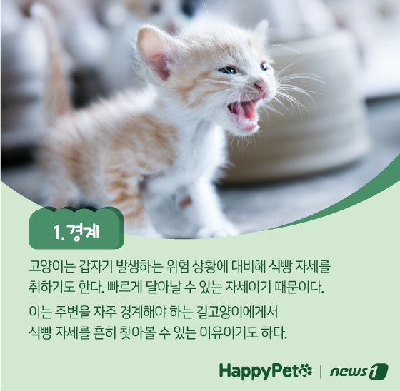 고양이 식빵 자세 펫카드