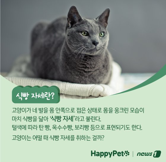 고양이 식빵 자세 펫카드