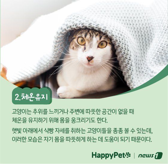 고양이 식빵 자세 펫카드