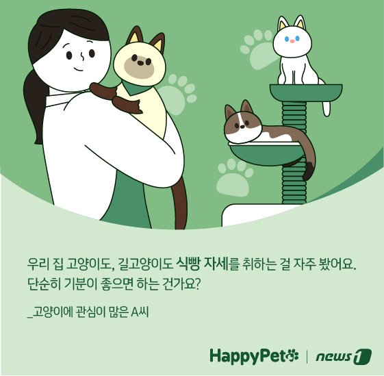 본문 이미지 - 고양이 식빵 자세 펫카드