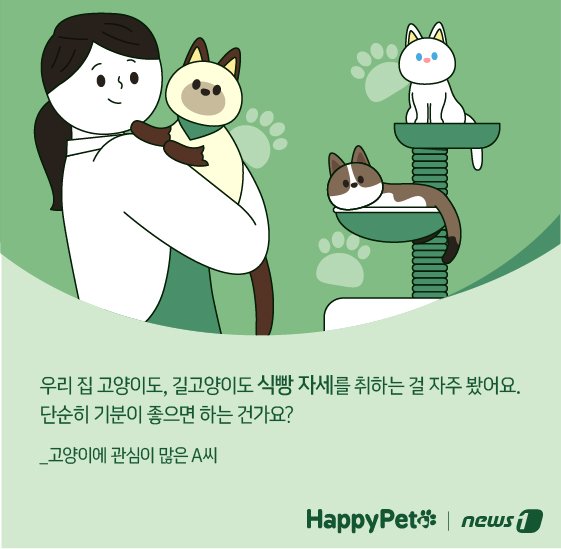 고양이 식빵 자세 펫카드