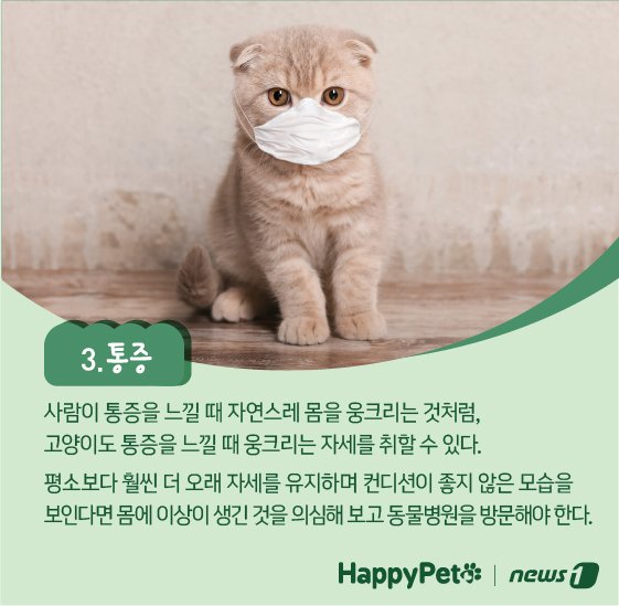 본문 이미지 - 고양이 식빵 자세 펫카드