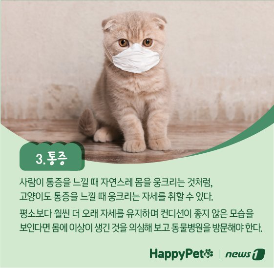 고양이 식빵 자세 펫카드