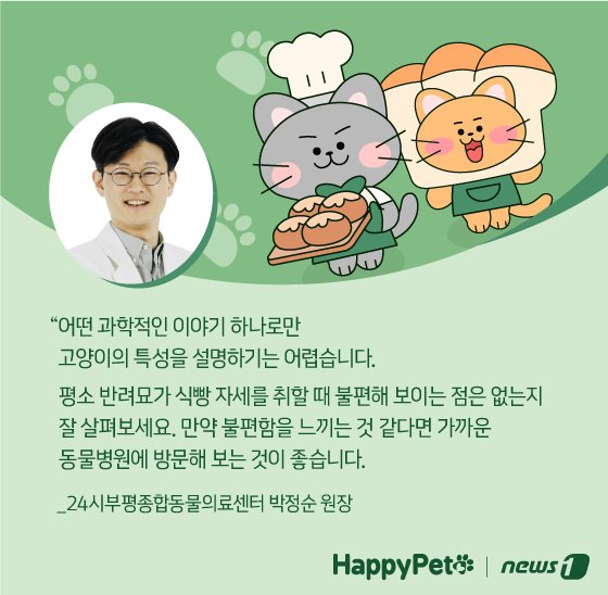 본문 이미지 - 고양이 식빵 자세 펫카드
