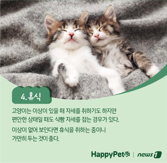 고양이 식빵 자세 펫카드