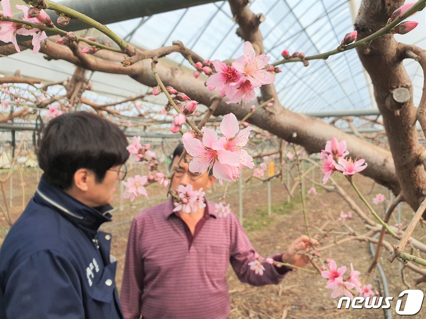 충북 영동군 황간면 금계리 박정기씨 복숭아밭에 복사꽃이 활짝 피었다. 지서경 연구개발팀장&#40;왼쪽&#41; 과 박씨가 복숭아꽃 상태를 살펴보고 있다. /뉴스1 