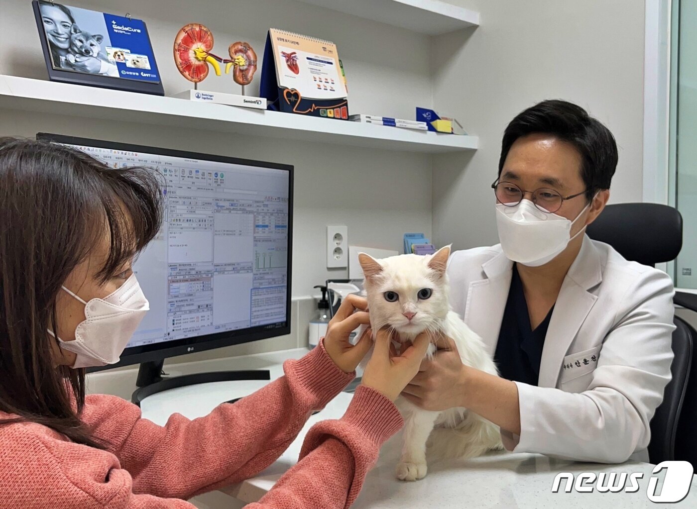 본문 이미지 - 급성 신손상 증상을 보여 혈액투석을 받은 고양이가 신장 기능 회복 후 진료를 받고 있다.(스마트동물병원 제공) ⓒ 뉴스1