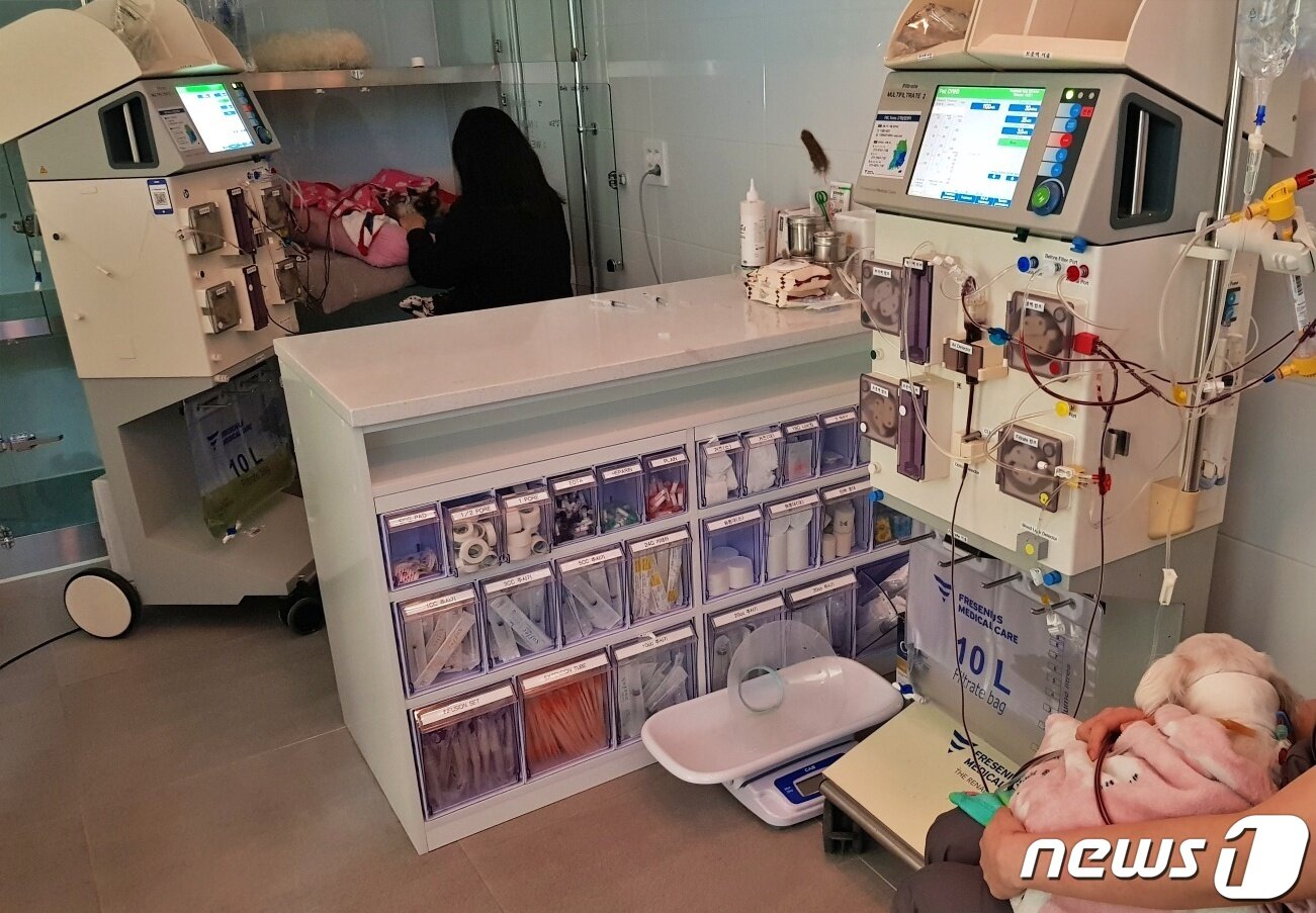 본문 이미지 - 급성 신손상 증상을 보인 고양이가 혈액투석을 받고 건강을 되찾았다.(스마트동물병원 제공) ⓒ 뉴스1