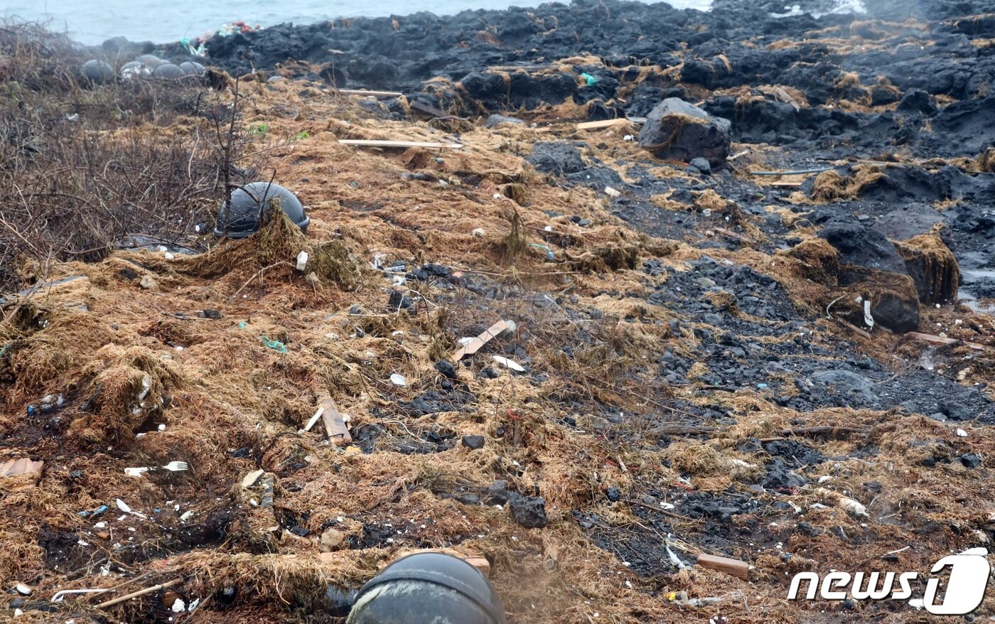 본문 이미지 - 제주시 애월읍 고내리 포구 인근에 괭생이모자반이 밀려와 있다. 제주에서는 매해 중국발로 추정되는 괭생이모자반이 해안가를 덮쳐 사회적문제가 되고 있다. 올해는 1월 현재 약 60톤을 수거됐으며 주로 3~4월 가장 많이 유입된다.2023.2.12/뉴스1 ⓒ News1 고동명 기자