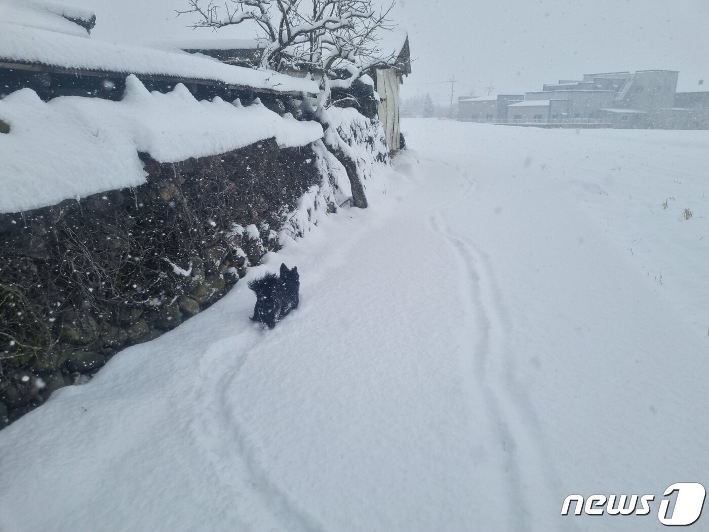 본문 이미지 - 강원 동해안에 대설경보가 발효된 15일 강릉시 구정면 눈쌓인 논밭에서 강아지가 뛰어놀고 있다. 2023.2.15/뉴스1 ⓒ News1 윤왕근 기자