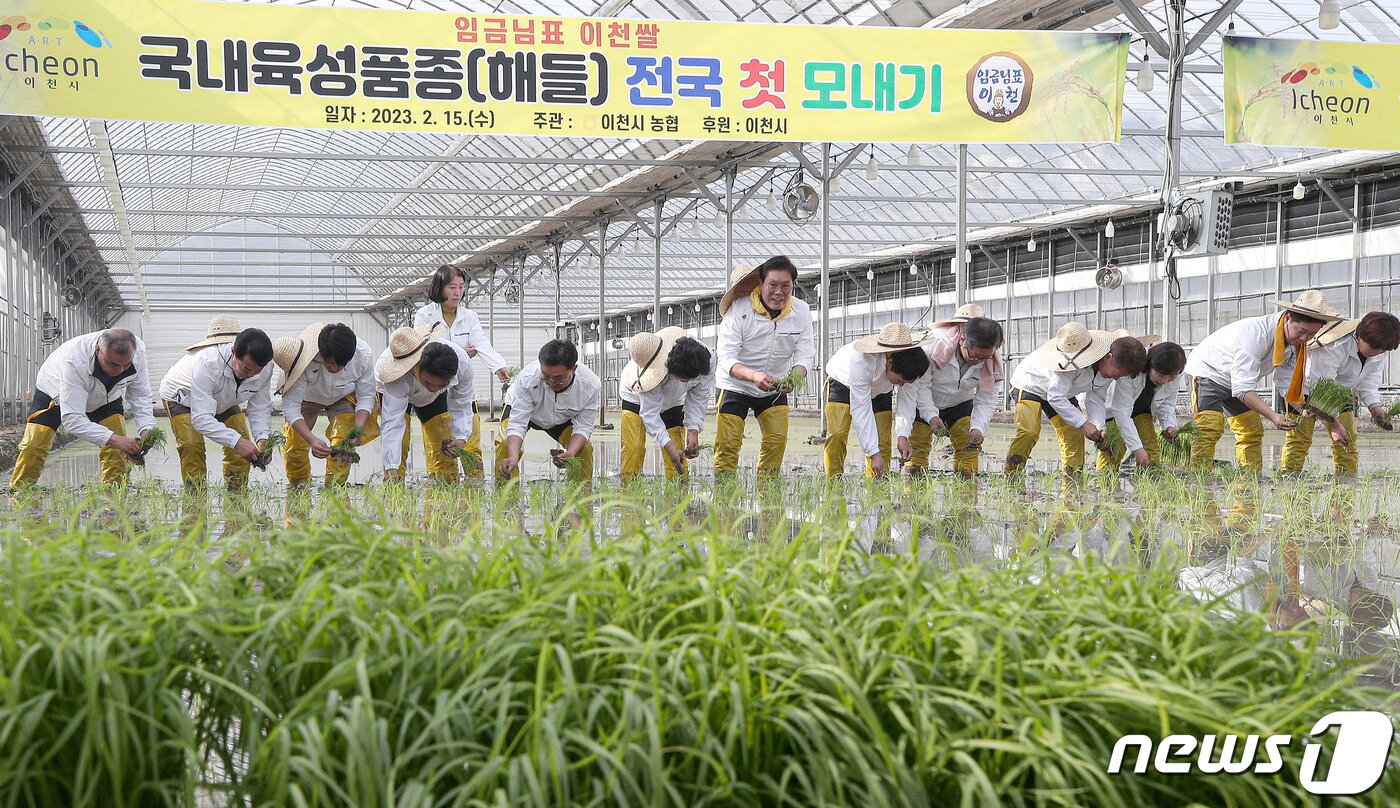 본문 이미지 - 15일 오후 경기도 이천시 호법면의 벼 재배 하우스에서 지역 농부들과 이천시 관계자들이 올해 첫 모내기를 하고 있다.(공동취재) 2023.2.15/뉴스1 ⓒ News1 민경석 기자