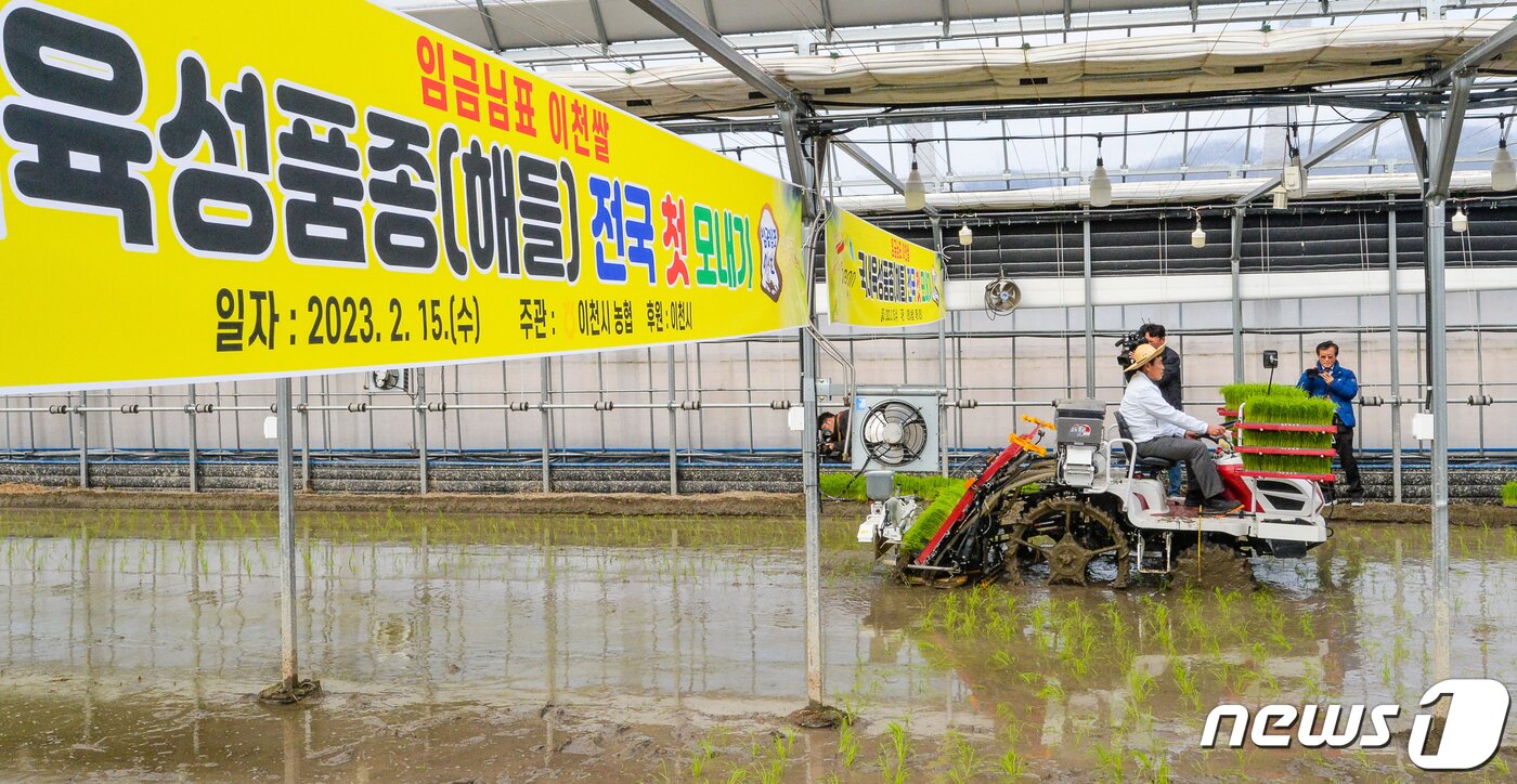 본문 이미지 - 15일 오후 경기도 이천시 호법면의 벼 재배 하우스에서 지역 관계자가 이양기를 이용해 올해 첫 모내기를 하고 있다.(공동취재) 2023.2.15/뉴스 ⓒ News1 민경석 기자