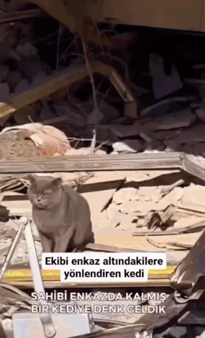 본문 이미지 - 잔해 속 생존자가 있는 위치로 구조대원들을 이끈 고양이. &#40;트위터&#41;