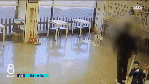 본문 이미지 - 애견카페 업주 A씨가 배변패드를 집어던져 강아지 얼굴에 맞히고, 배변패드로 강아지를 벽에 찍어누르는 모습. &#40;CJB청주방송&#41;