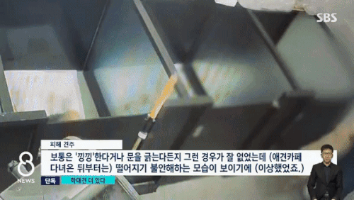 본문 이미지 - 강아지들을 집어던지고 발로 차는 A씨. &#40;CJB청주방송&#41;