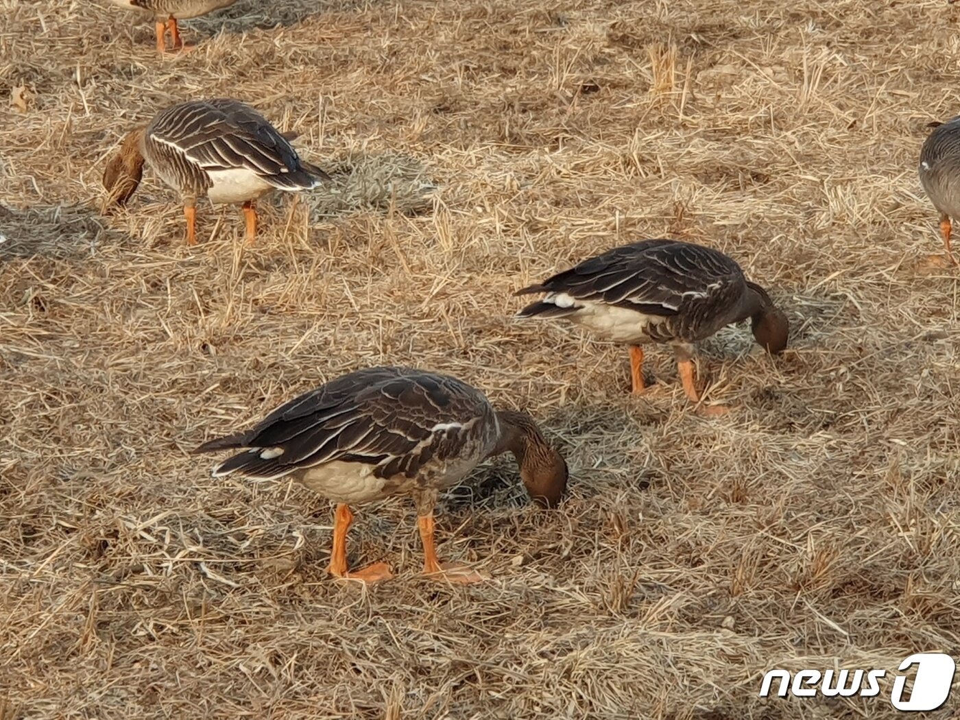 본문 이미지 - 최근 운정호수공원 수위가 낮아지면서 먹이활동을 위해 찾는 철새들이 늘고 있다. 산책로 주변 기러기들. (파주시청 제공)