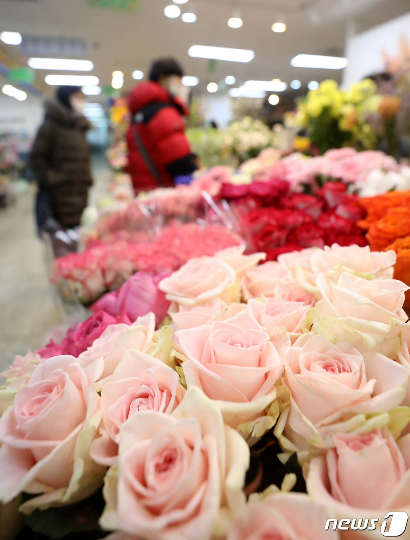 (서울=뉴스1) 김진환 기자 = 2일 오후 서울 서초구 양재꽃시장에 다양한 꽃들이 진열되어 있다.졸업식과 입학식 시즌을 앞두고 실내 마스크 해제로 대목을 기대했던 꽃집과 화훼 농가 …