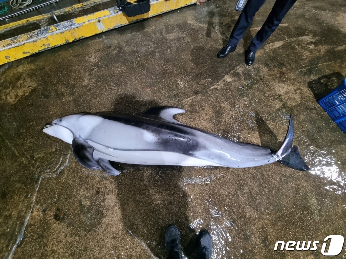 본문 이미지 - 20일 오전 양양군 동산항 인근 해역에서 혼획된 낫돌고래.(속초해경 제공) 2023.2.20/뉴스1