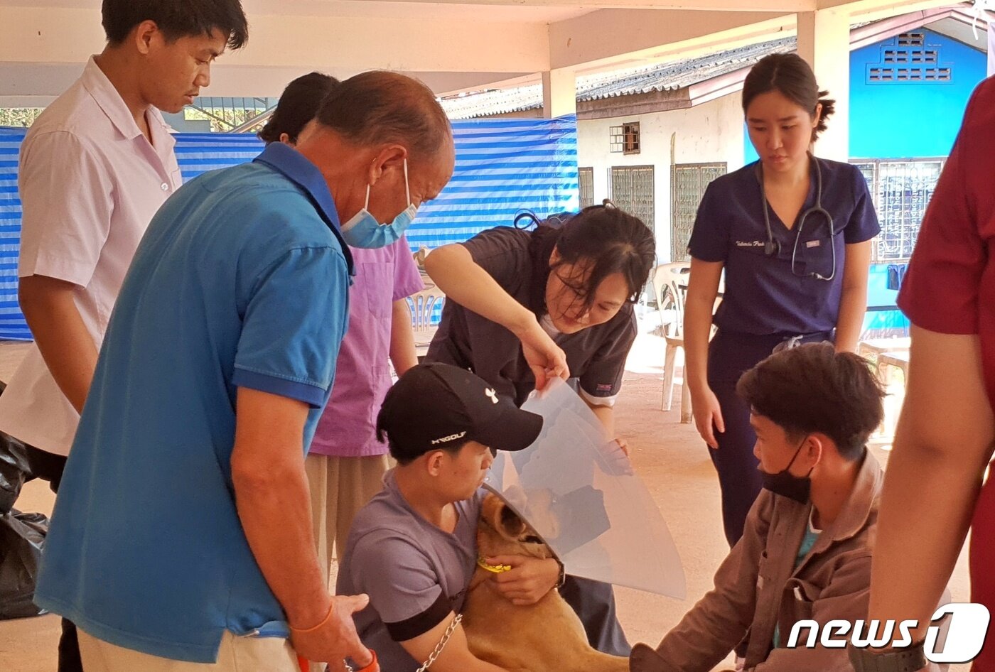 본문 이미지 - 국경없는 수의사회는 12일 라오스 국립대학교 동물병원에서 동물의료봉사 활동을 했다. ⓒ 뉴스1 최서윤 기자