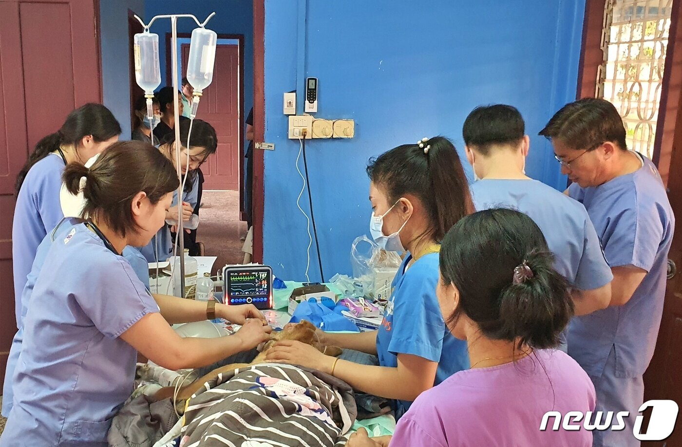 본문 이미지 - 국경없는 수의사회는 12일 라오스 국립대학교 동물병원에서 동물의료봉사 활동을 했다. 사진은 수술이 끝나고 회복 도중 심정지가 온 개를 응급처치 하는 모습. ⓒ 뉴스1 최서윤 기자