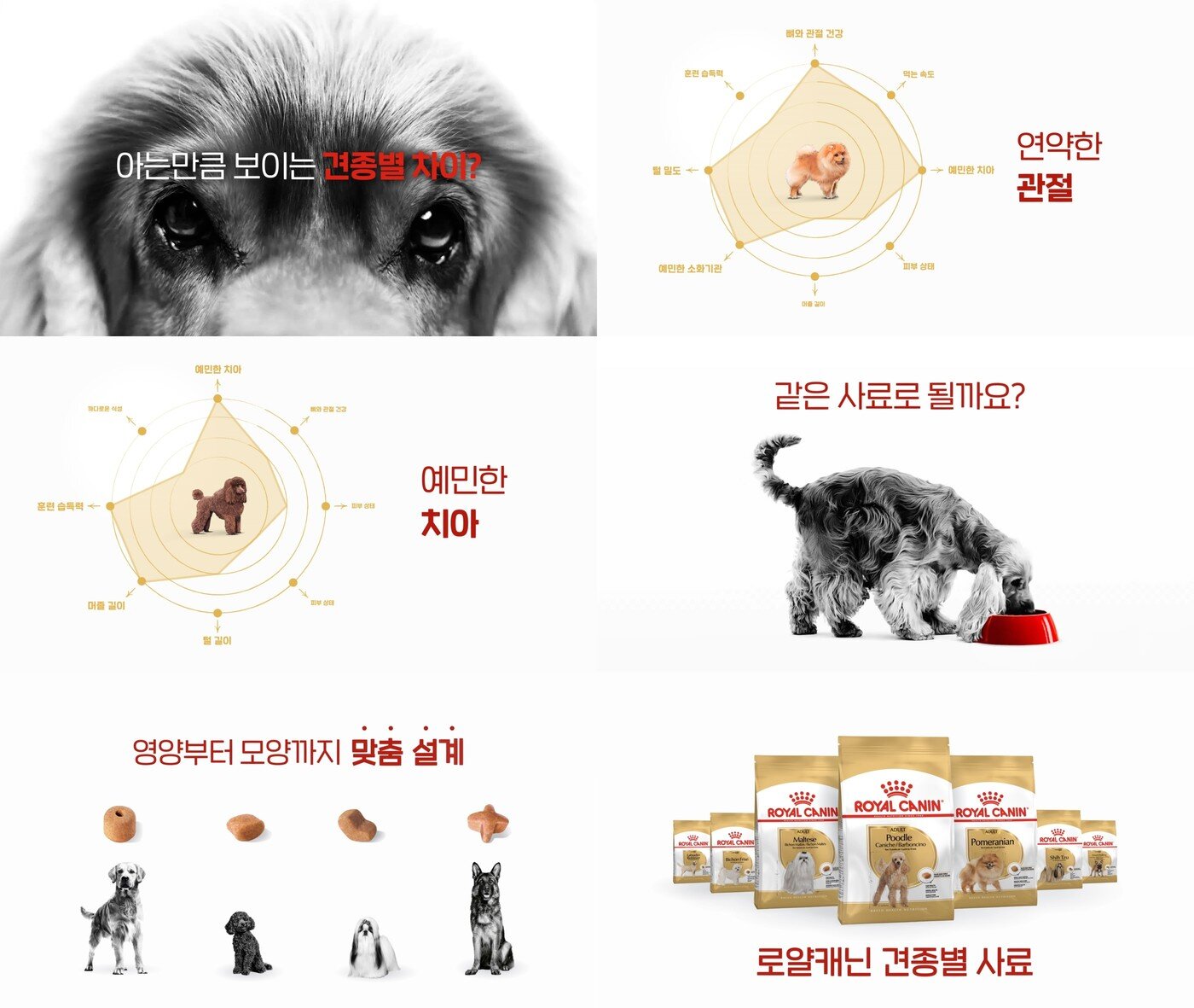 본문 이미지 - 로얄캐닌 제공