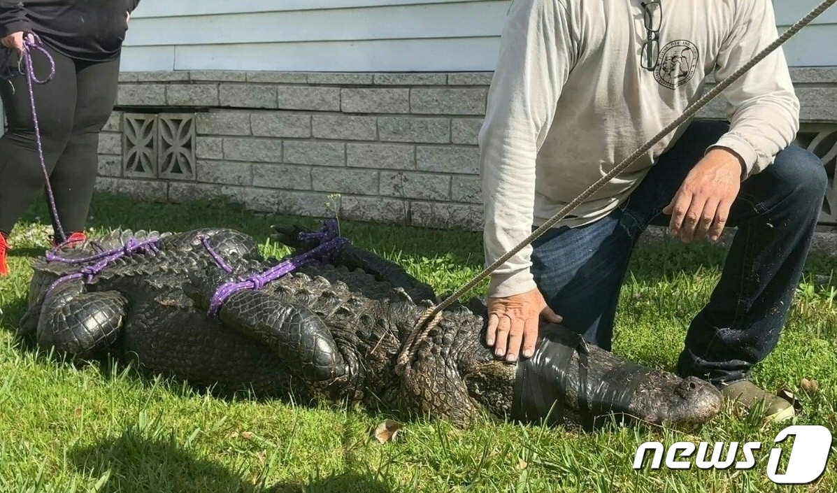 (아르카부틀라 AFP=뉴스1) 권진영 기자 = 20일(현지시간) 미국 플로리다 포트 피어스에서 악어가 개를 산책시키던 85세 여성을 공격했다. 출동한 경찰들이 악어의 눈을 테이프로 …