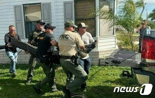 본문 이미지 - 20일(현지시간) 미국 플로리다 포트 피어스에서 야생동물 관리과 사무관들이 산책하는 85세 노인을 공격해 숨지게 한 악어를 포획해 트럭에 싣고 있다. ⓒ AFP=뉴스1 ⓒ News1 권진영 기자