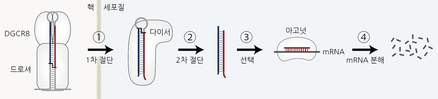 본문 이미지 - 마이크로RNA의 생성 경로와 기능 (기초과학연구원 제공) 2023.02.22 /뉴스1