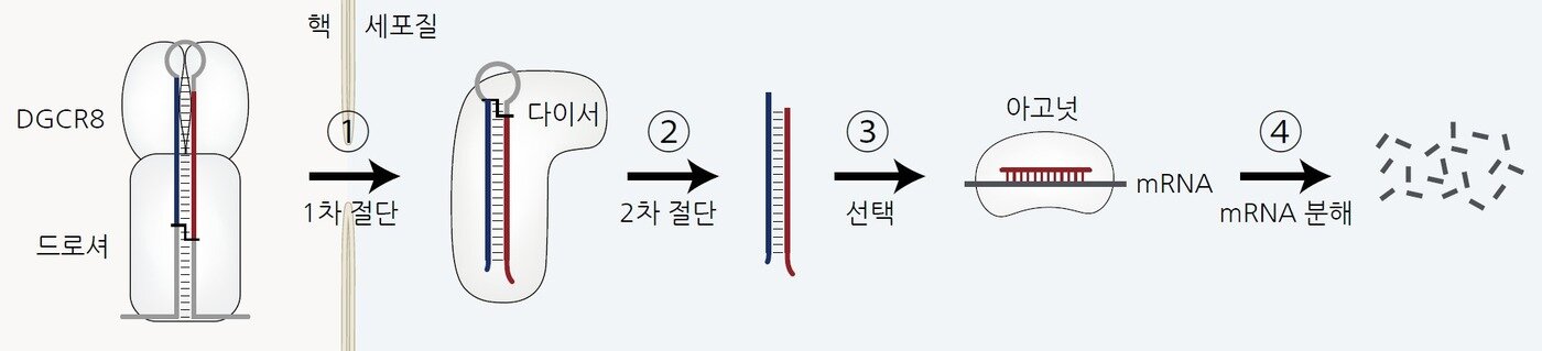 마이크로RNA의 생성 경로와 기능 &#40;기초과학연구원 제공&#41; 2023.02.22 /뉴스1