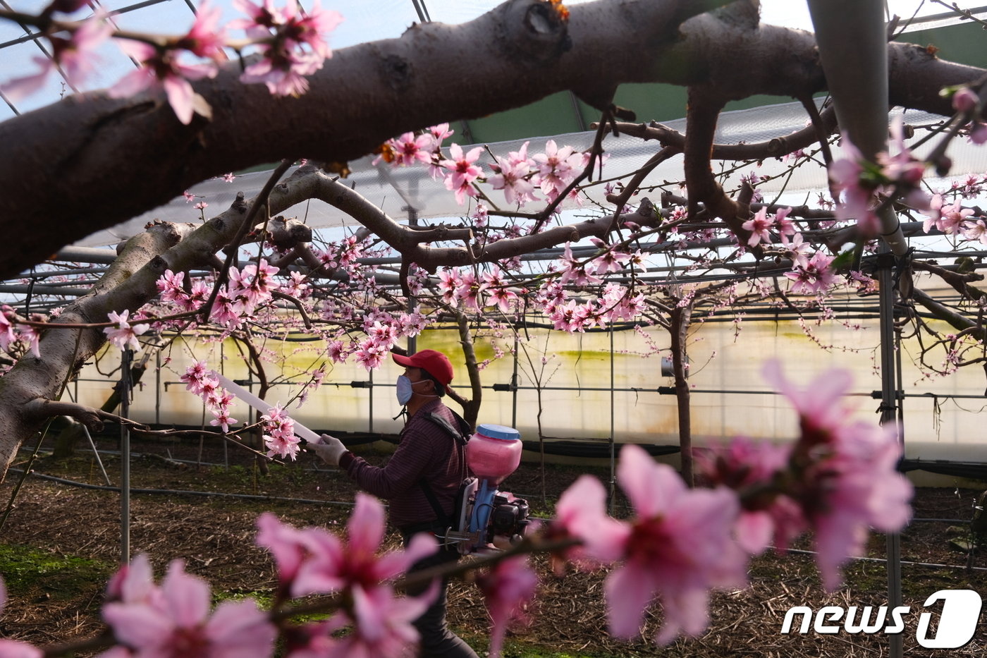 충북 영동군 황간면 금계리 박정기씨&#40;67&#41;가 시설하우스에서 복숭아나무를 관리하고 있다. &#40;영동군 제공&#41; 