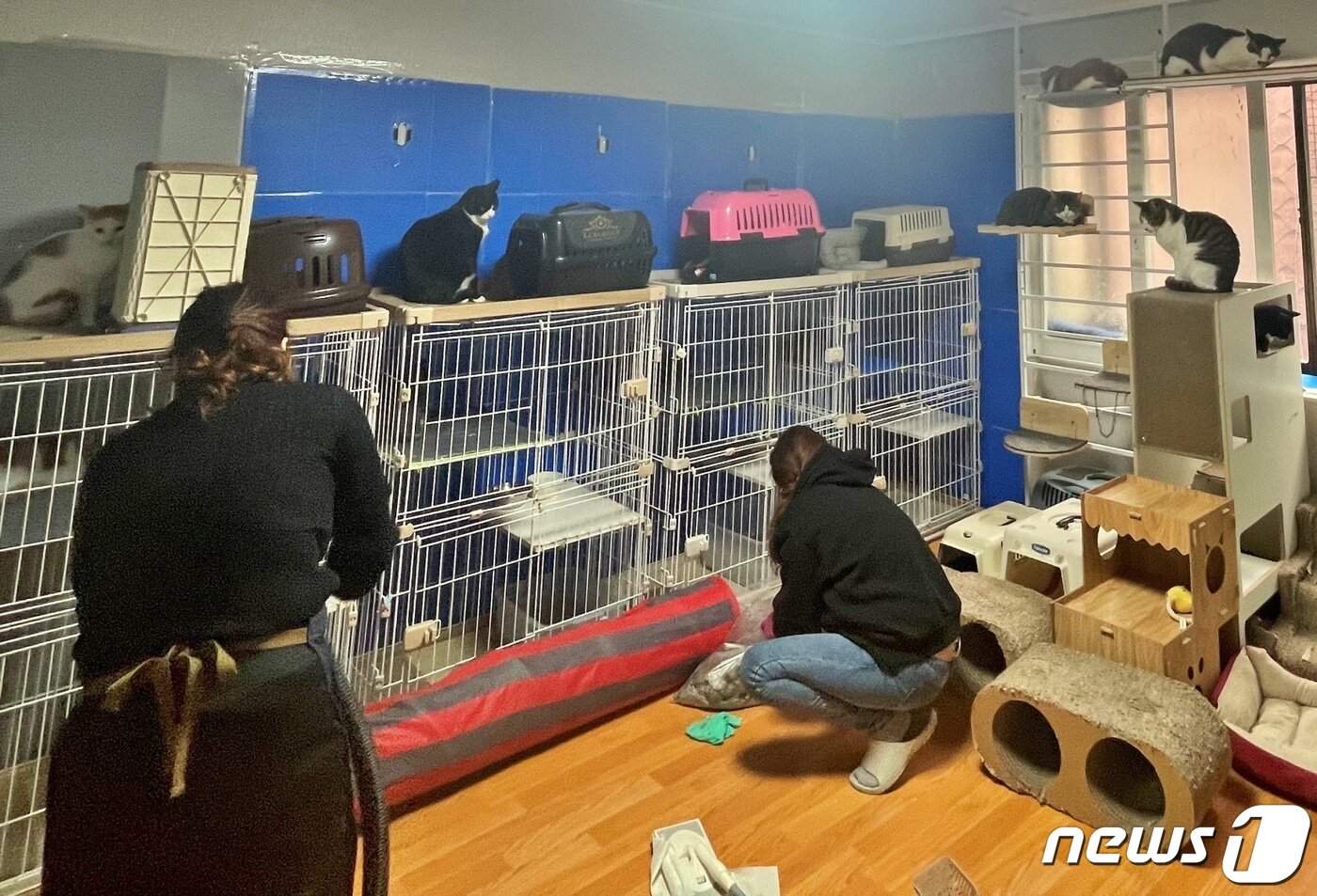 본문 이미지 - 이준호 팬클럽 '준호집_잊편한세상'은 10일 '길냥이와 동고동락' 고양이 쉼터에서 봉사활동을 했다.(길냥이와 동고동락 제공) ⓒ 뉴스1